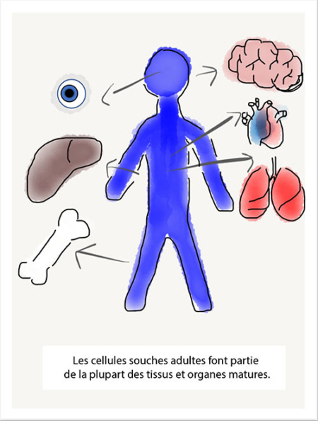 AdultStemCells_FR AdultStemCells_FR