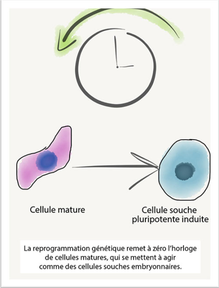 InducedPluripotentStemCells_FR InducedPluripotentStemCells_FR