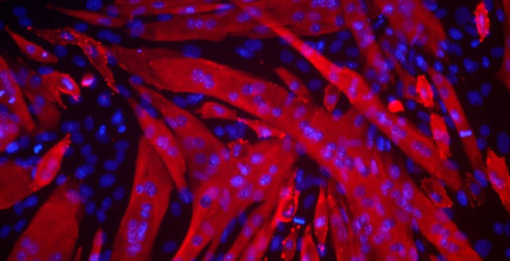 Stem cells under magnification in a research laboratory