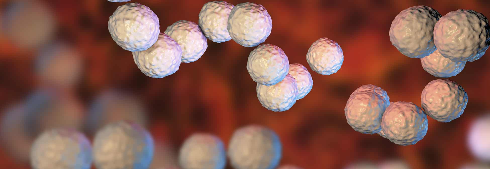 Gram-positive bacteria Streptococcus pyogenes which cause Scarlet fever and other infections, 3D illustration