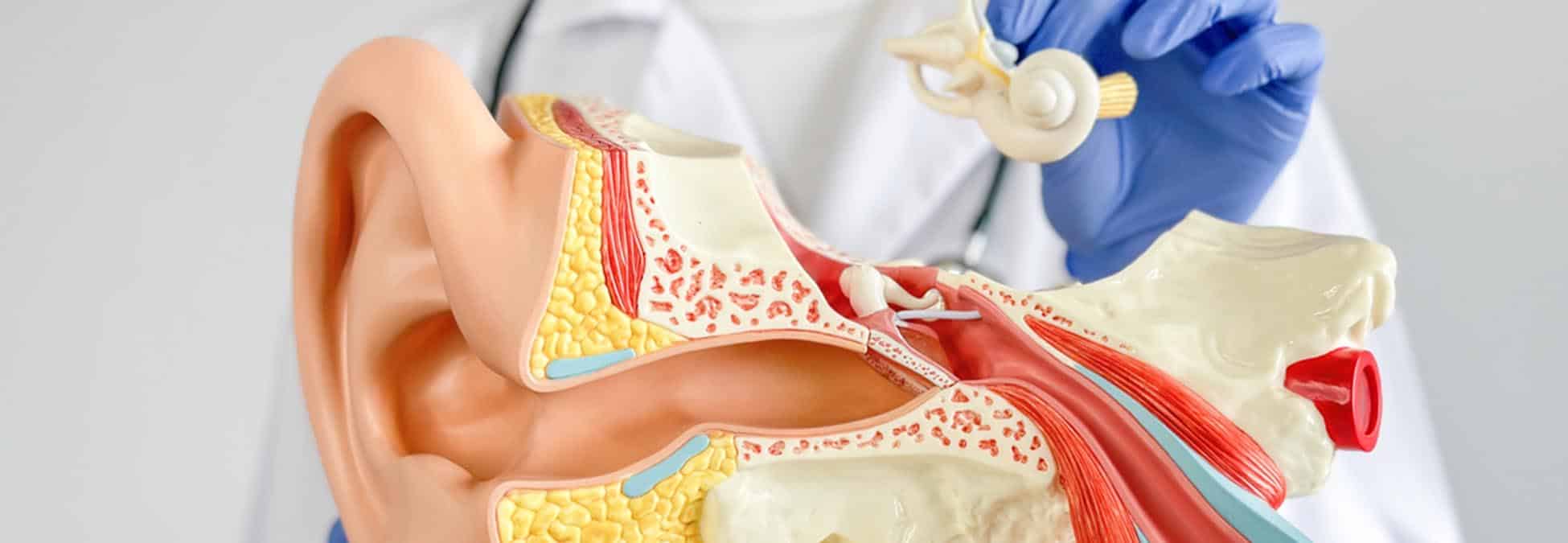 Doctor holding and showing  human auditory system